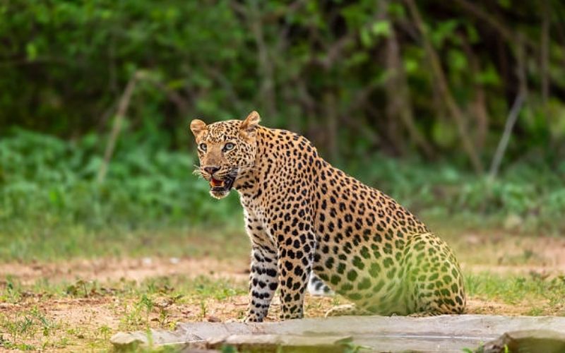 Lakes & Leopards: Nainital–Corbett Tour